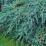 Blue Carpet Juniper.png